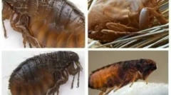 Cum de a distinge o mușcătură de purici din mușcătura unui nor?